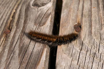 A golden brown hairy caterpillar macrothylacia rubi also known as fox moth lying on a wooden footbridge in Murnauer Moos on a sunny day