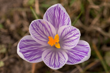 closeup of white crocus with violet stripes in a cozy rural countryside on a sunny day