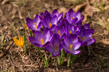 Closeup of violet and yellow crocuses in a cozy rural countryside on a sunny day