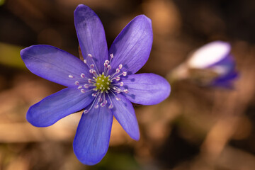 Closeup of anemone hepatica also known as liverwort