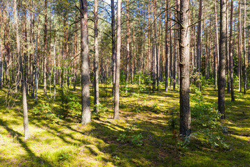 A summer pine forest landscape