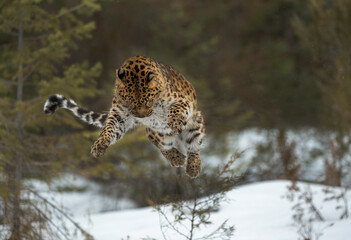Amur Leopard - obrazy, fototapety, plakaty