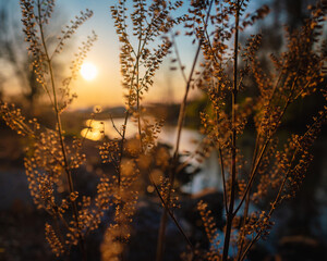 Sunset in the Grass in Front of River