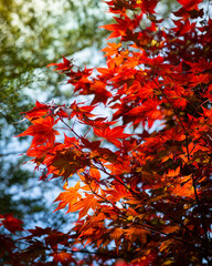 Red Japanese Maple Leaves
