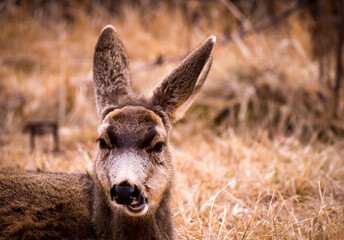 Deer in the Wild