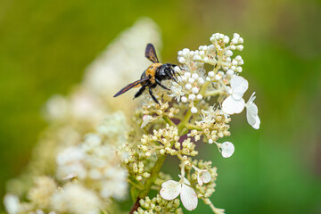 bee on a flower
