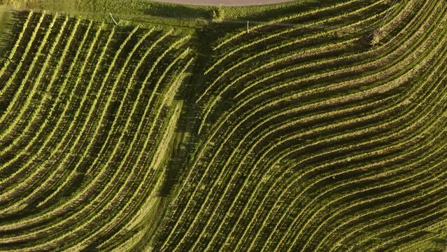 Top down shot of curved vineyards in Slovenia
