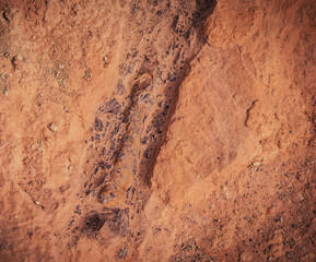 Dinosaur Bones in Moab