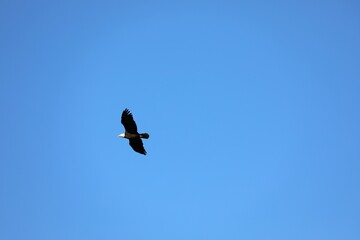 vulture in flight