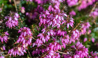 Erica carnea winter heath, winter-flowering heather, spring alpine heath pink Flowers. - obrazy, fototapety, plakaty