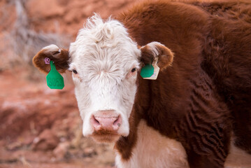 cow, animal, farm, cattle, agriculture, calf, grass, field, brown, meadow, beef, livestock, bull, rural, cows, pasture, mammal, white, bovine, farming, milk, green, nature, dairy, grazing, cattle