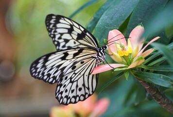 Beautiful white and black Idea Leuconoe butterfly on a pink flower