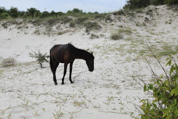 horse on the river