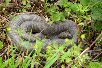 Aesculapian non-venomous snake