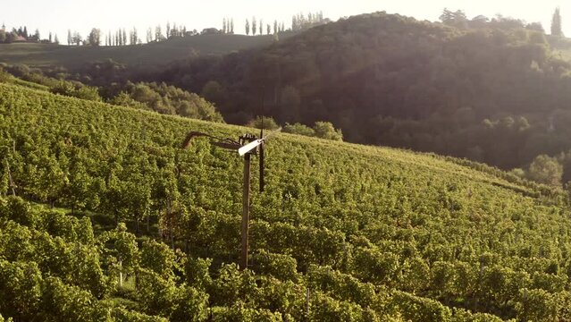 Bird scarer in the middle of vineyards