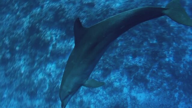 Bottlenose dolphins, tursiops truncatus  in clear blue water of the south pacific ocean getting close and start playing with a sponge in front of the camera.