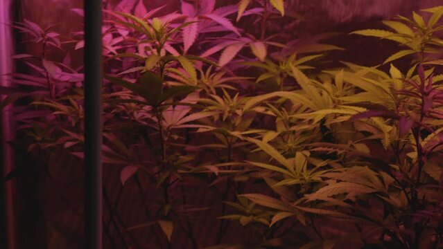 home grow marijuana cannabis blowing in fan wind inside home grow tent under artificial full spectrum LED lighting  approach digital zoom tracking while trucking right