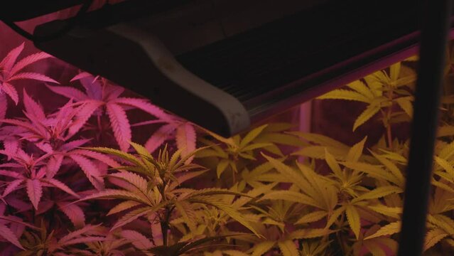 home grow marijuana cannabis blowing in fan wind inside home grow tent under silhouette of artificial full spectrum LED light pan down stabilized