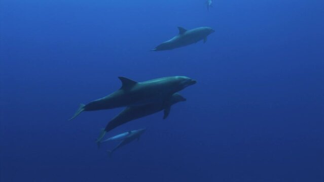 Group of Bottlenose dolphins, tursiops truncatus  play with each other in clear blue water of the south pacific ocean before approaching the camera.