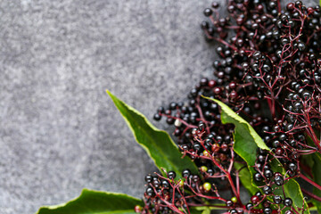  Elderberry harvest. Sambucus berries on gray slate background. Elderberry branches.Ripe black elderberry.