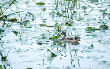 duck evening ducks clean their feathers in the water in a pond in a quiet place with beautiful evening light and a peaceful sky