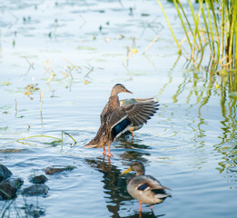 duck evening ducks clean their feathers in the water in a pond in a quiet place with beautiful evening light and a peaceful sky