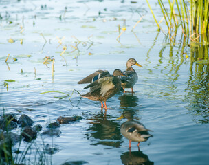 duck evening ducks clean their feathers in the water in a pond in a quiet place with beautiful evening light and a peaceful sky