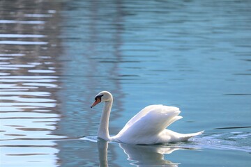 swan on the water