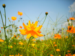 Flowers blooming along the street. Autumn flowers.