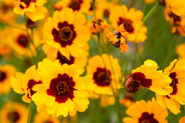 Korean wild flowers. Pretty flowers.