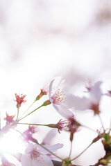 Cherry blossom in Japan