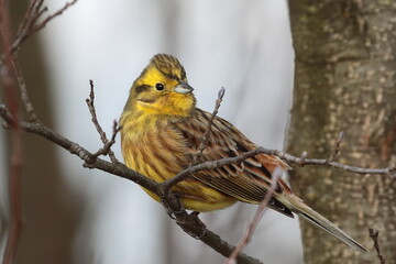 bunting bird