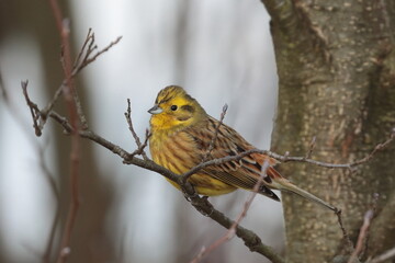 bunting bird