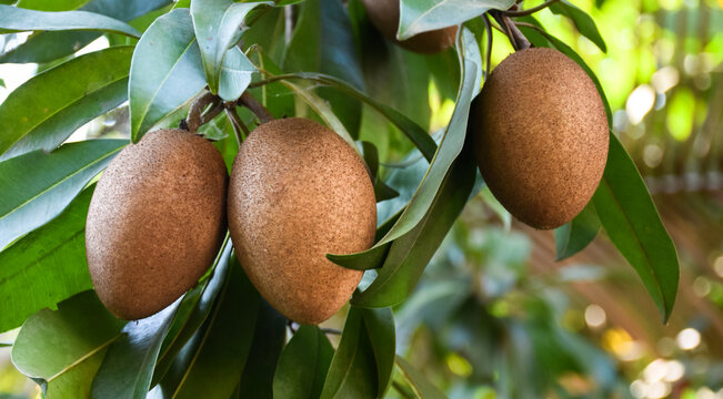 A bunch of sapodilla planted naturally in the backyard of the asian people.