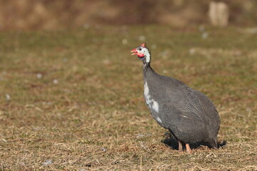 guinea fowl
