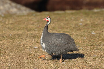 guinea fowl