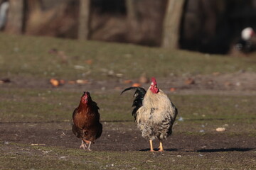 rooster and hen