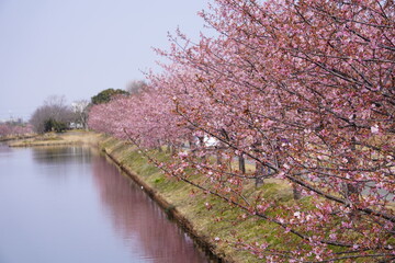 河津桜