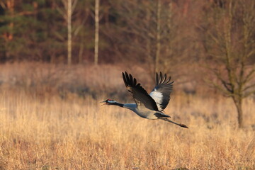 crane in flight