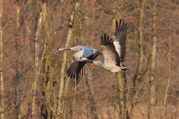 cranes in flight