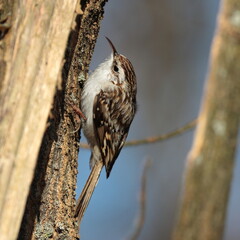 creeper bird on a tree, Certhia familiaris