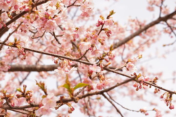 河津桜