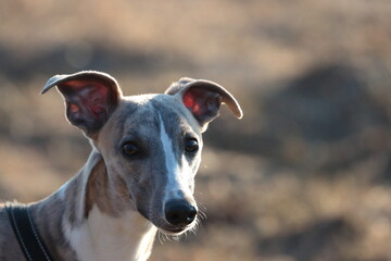 portrait of a dog, whippet