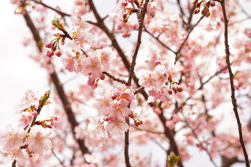 Fototapeta premium 河津桜