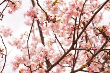 河津桜