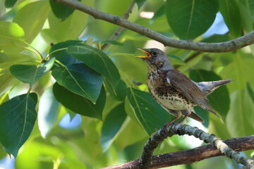 singing bird, squeak