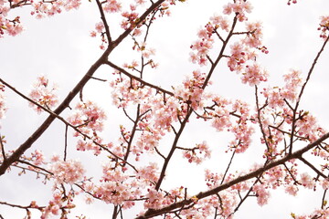 河津桜