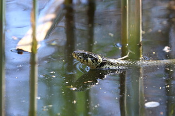 snake in the pond