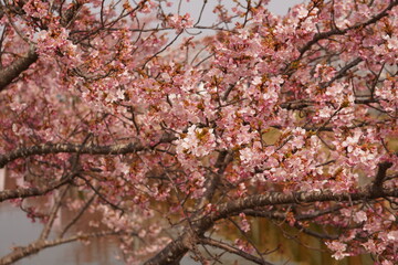 河津桜