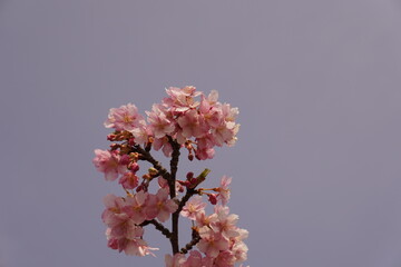 河津桜